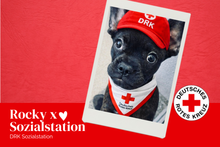 Unser schwarze Hundewelpe Rocky, eine französische Bulldoge, trägt ein Tuch und eine Mütze mit DRK Logo.
